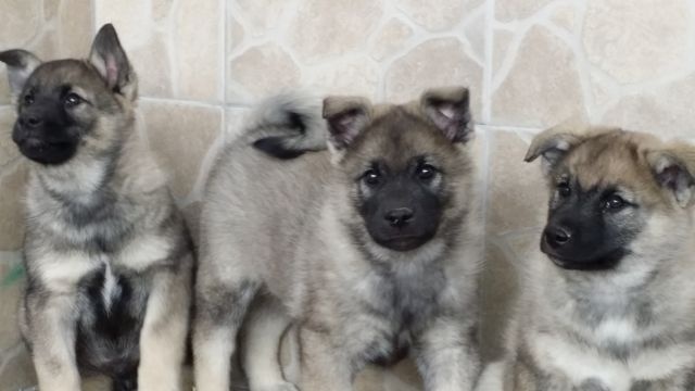 chiots de FREYA et CESAR
