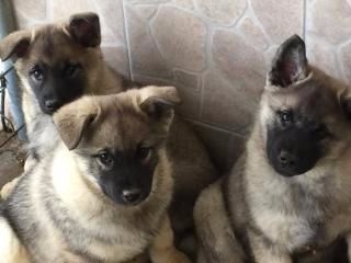 chiots 27 février 2015